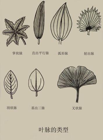 平行脉:叶脉常常不分支而平行伸展,称为平行叶脉,如大部分单子叶植物