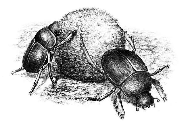 圣甲虫原型.蜣螂