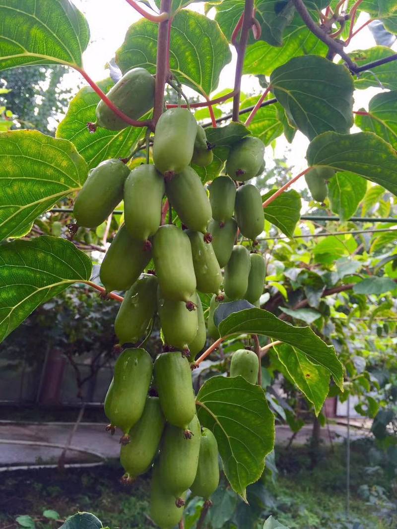 软枣猕猴桃苗销售