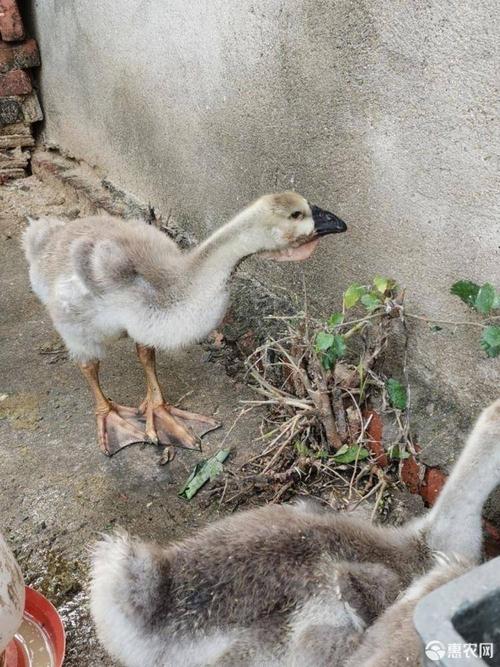 大种灰白狮头鹅苗朗德鹅苗大三花鹅苗