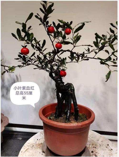 金弹子盆景原生带果灌木熟货老桩血红多品种阳台室内绿植造型盆栽