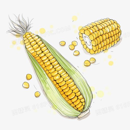 关键词:              黄色玉米食材玉米粒食物