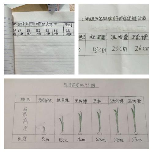 小小蒜苗 满满收获