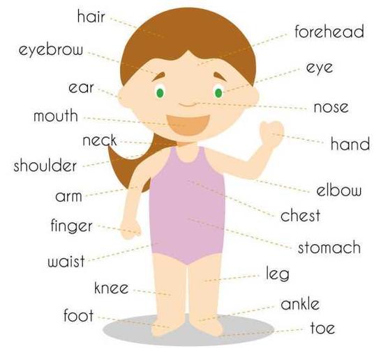 英语单词大全身体部位英语单词大全