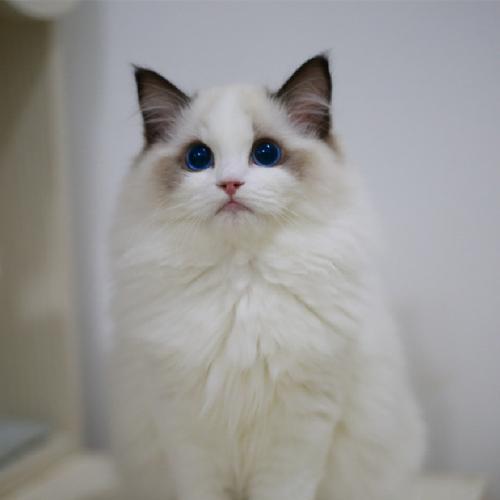 布偶猫幼猫活体蓝眼睛海双蓝双赛级宠物纯种幼崽猫咪
