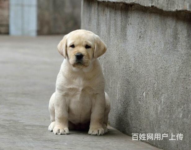 出售纯种幼犬拉布拉多多只挑选健康品质有保障