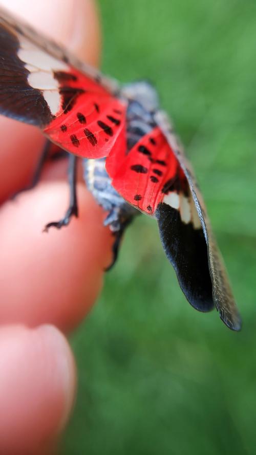 花姑娘(花蹦蹦)