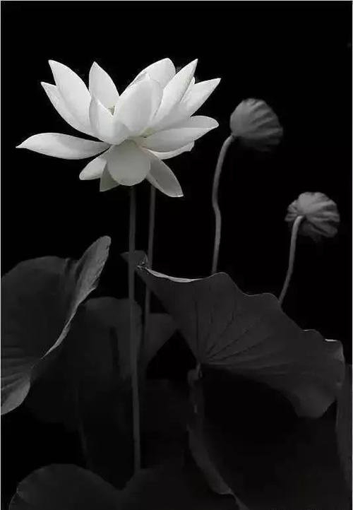 荷花这样拍才有意境!