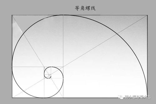 ——我的螺旋构造和数学中的等角螺线如出一辙,它是自然界最完美的