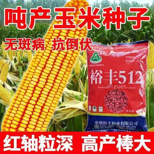 高产玉米种子大棒玉米裕丰512玉米杂交种抗倒抗病四川山东包邮