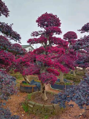 批发红花继木桩 造型红花继木古桩红花继木树桩 移栽