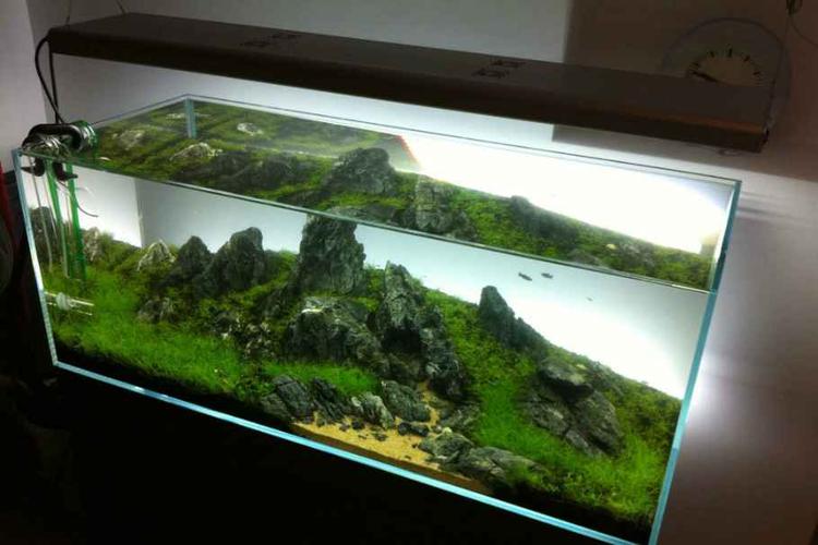首页 鱼缸造景 外国人120cm青龙石牛毛迷你矮草缸造景图片