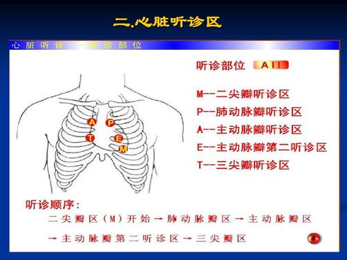 心脏听诊ppt