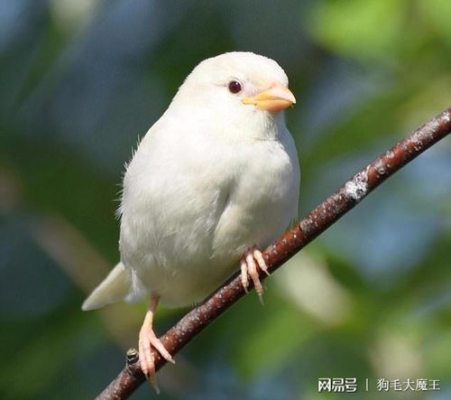麻雀竟然有白色的,太漂亮了