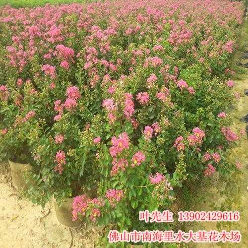广东省佛山市南海里水大基花木场