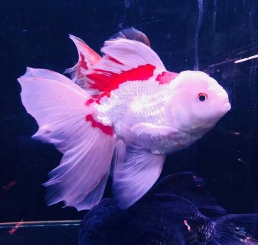 泰狮金鱼注意事项有哪些?泰狮金鱼的寿命有多长?