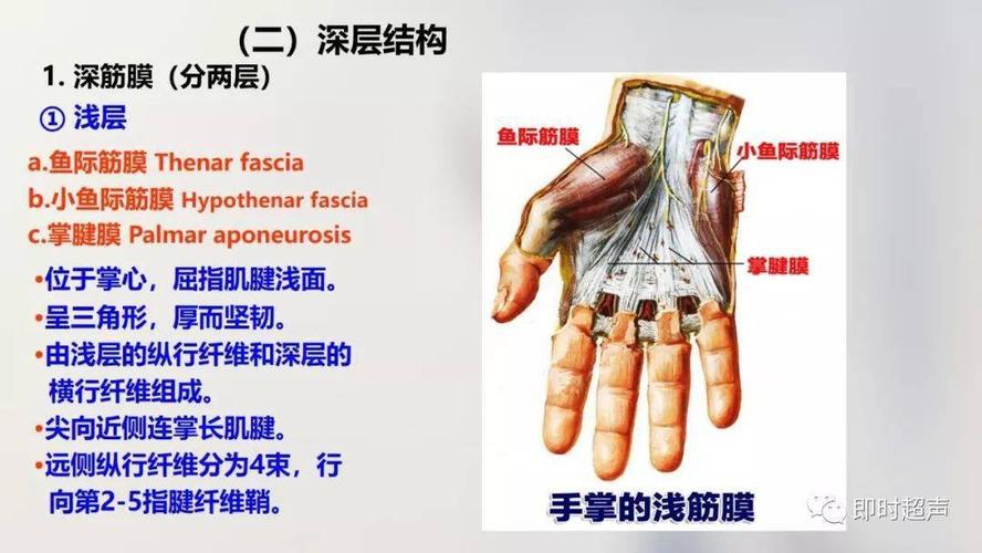 (六) 腕和手(五) 臂,前臂后区深层结构(四) 臂,肘,前臂前区深层结构