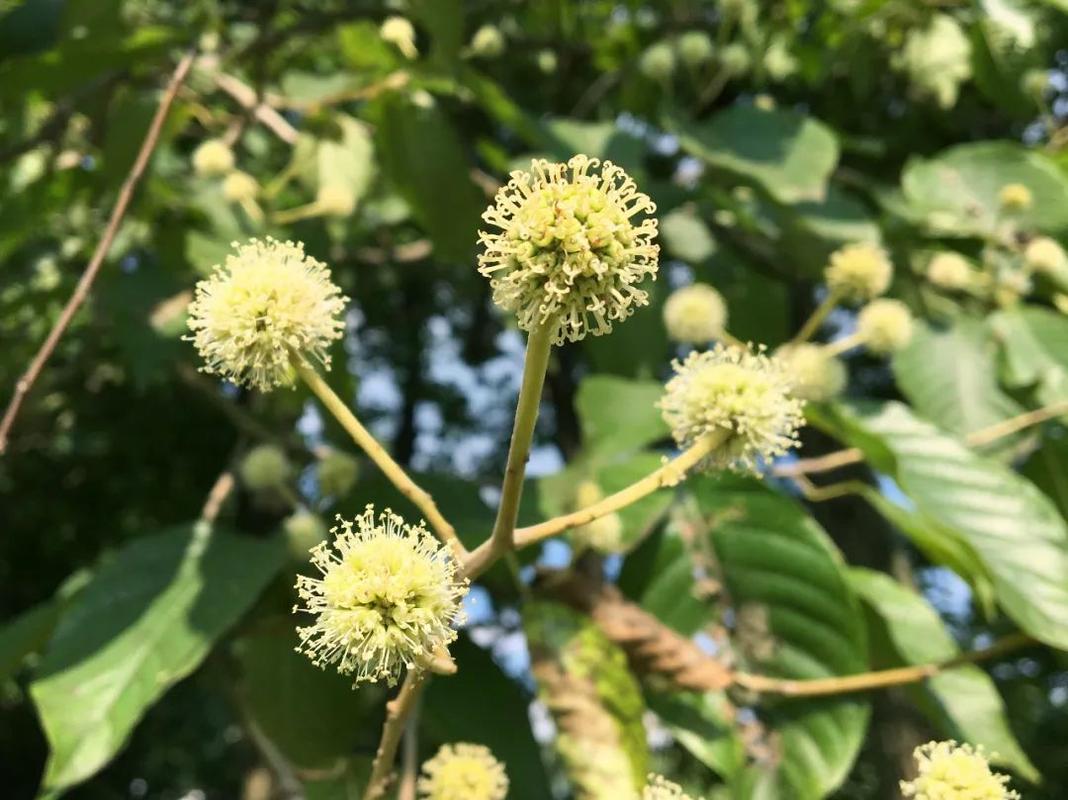 走近身边的珍稀濒危植物烟花过后开花依旧的喜树
