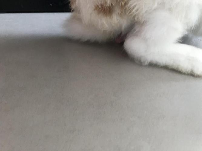 关于兔兔的蛋蛋,这样是不是正常现象?