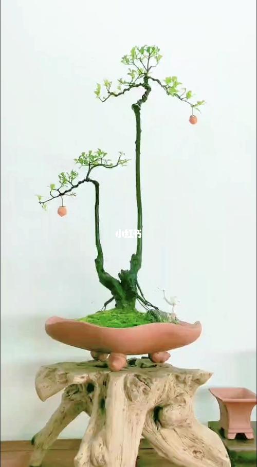 金弹子双杆母桩_盆景_艺术_盆景艺术_家居家装_家居