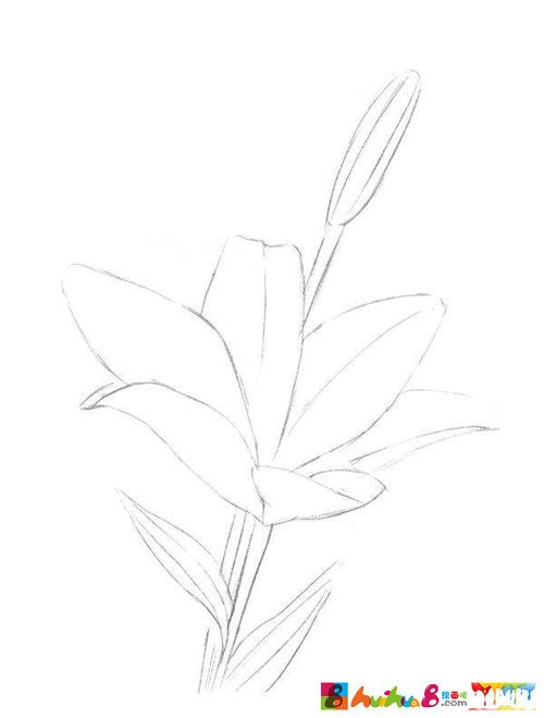 素描入门教程:素描画百合花步骤图解
