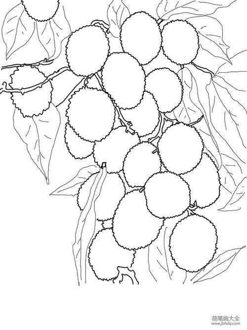 树上的荔枝_水果简笔画-简笔画大全