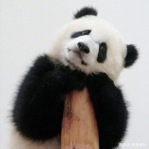 毛茸茸的小熊猫,圆滚滚的姿势,好可爱,好萌,好治愈哦