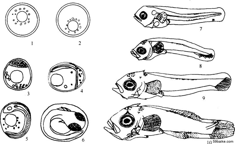 第二节 许氏平鲉早期发育的形态,生态学特点及人工繁殖