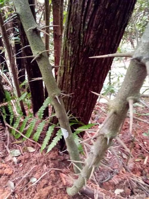 图片中带刺的植物叫什么