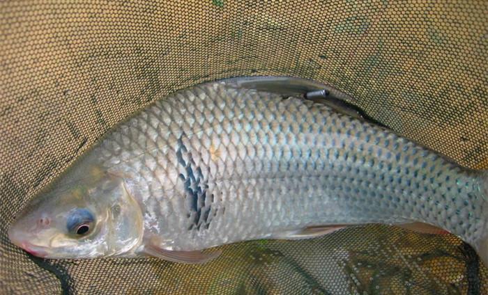 土鲮鱼细骨虽多,却非常好吃