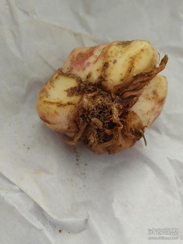 百合花种球