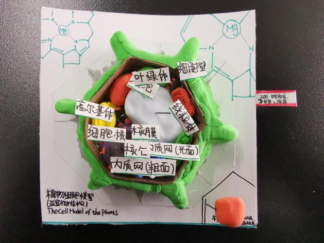 制作真核细胞模型凝聚学科核心素养