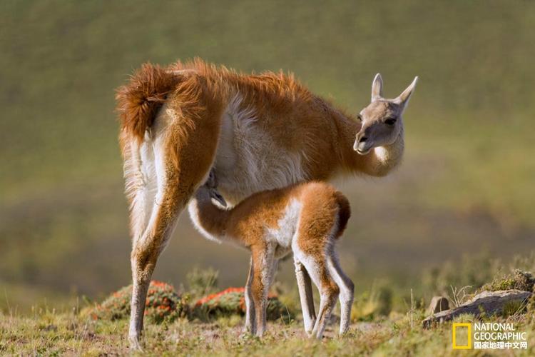 世界母乳喂养周:动物母亲哺乳的甜蜜时刻