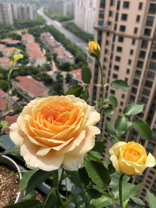 焦糖古董月季_焦糖_月季_新手_家居家装_家居装饰