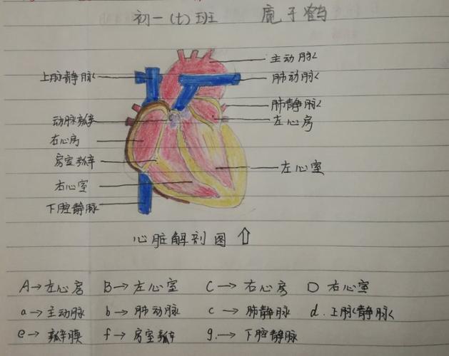 "心脏解剖图"优秀作业展