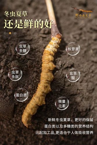 2021头期新鲜冬虫夏草 现货批发青海玉树果洛鲜虫草 西藏那曲鲜草