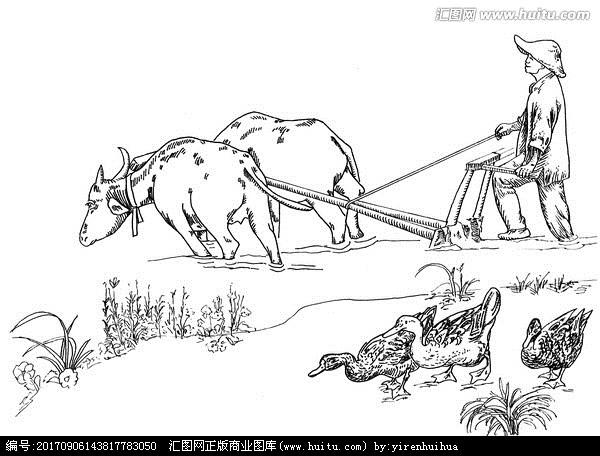 牛耕地 耕种 鸭子 水稻 稻田