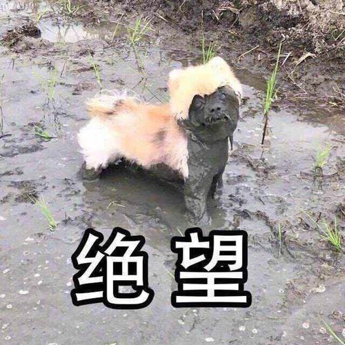 绝望狗子表情包 - 日常表情包