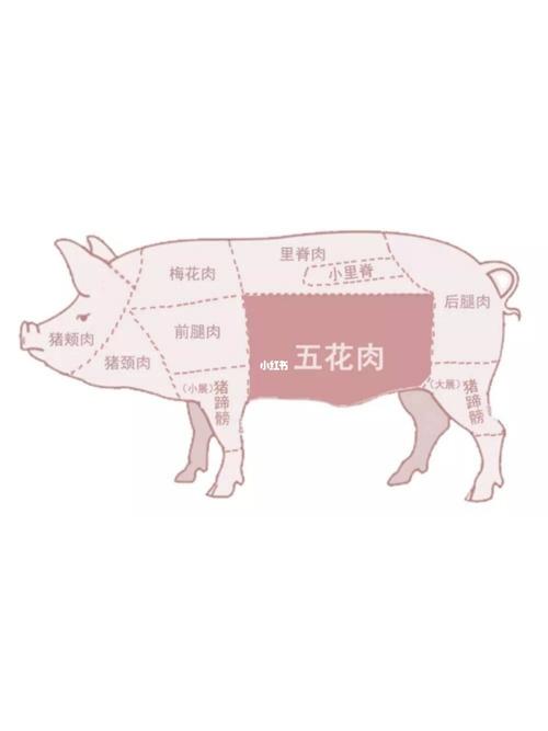 科普7815猪肉各部位分解图75详细介绍及吃法_里脊肉_五花肉