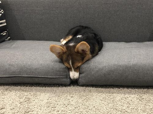 来吸自闭的小狗