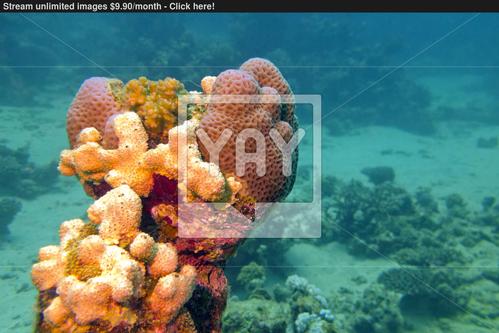 coral reef with sea sponge in tropical sea