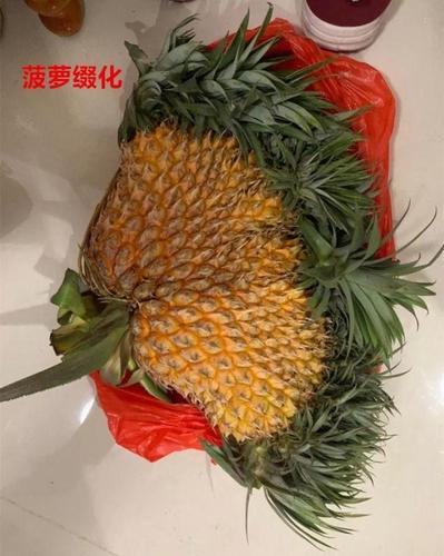 多肉长变异了?养成这样的盆景,就像一棵小树!