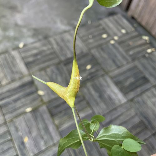 铁线莲锈病