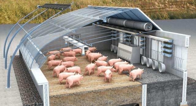 黑龙江养猪扣大棚行吗?