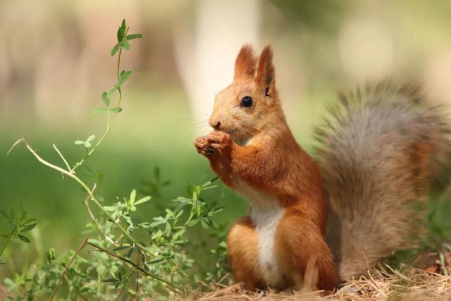 贪吃的松鼠