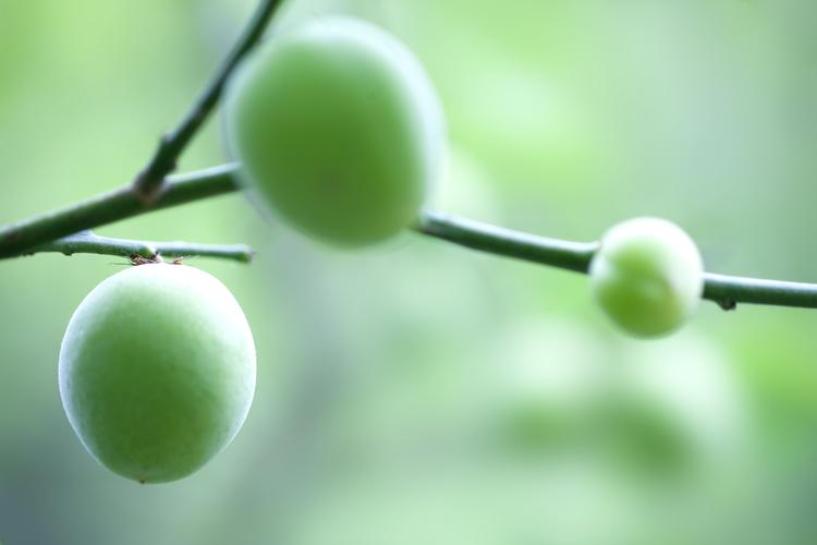 青色的梅子图片其他种类的植物青梅梅子