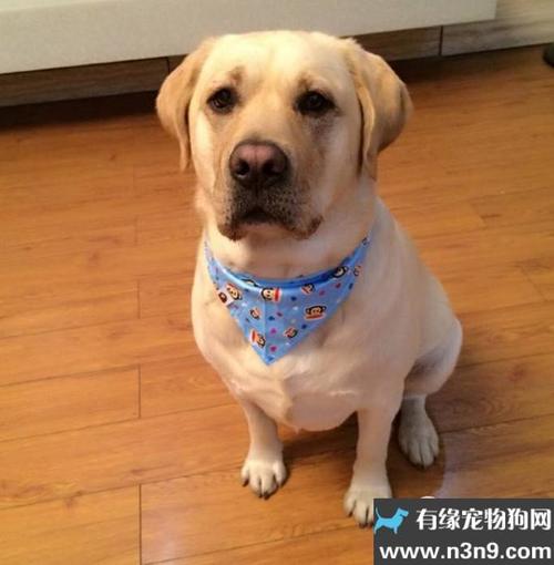 狗狗老是甩头怎么回事,狗狗老是摇头甩耳朵