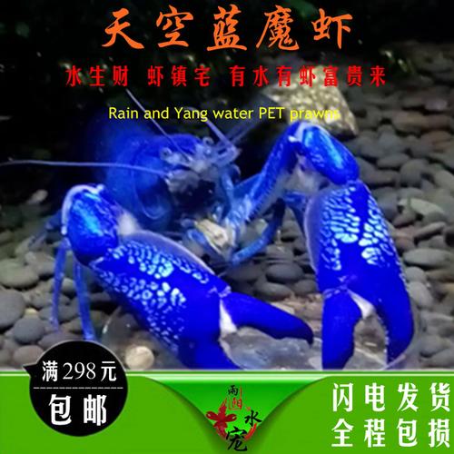 购客观赏虾活体螯虾天空蓝魔虾宠物虾澳洲淡水龙虾水族
