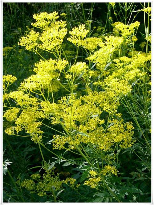 取黄花败酱鲜叶适量,加生石膏0.