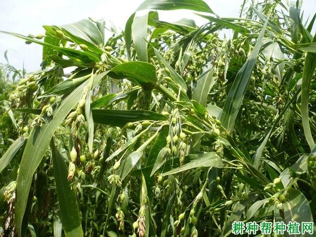 【薏苡仁种植】贵薏苡1号品种好不好?_图片_耕种帮